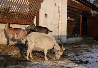 goat in the farm