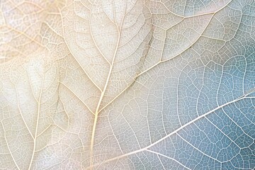 Close up of Fiber structure of dry leaves texture background. Cell patterns of Skeletons leaves, foliage branches, Leaf veins abstract of Autumn background for creative banner design. generative ai.