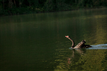 Black swans play in the water in Pang Oung Lake. Mae Hong Son Province Northern Thailand.