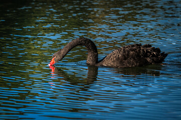 Black swans play in the water in Pang Oung Lake. Mae Hong Son Province Northern Thailand. - obrazy, fototapety, plakaty
