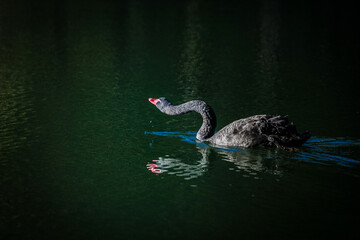Black swans play in the water in Pang Oung Lake. Mae Hong Son Province Northern Thailand. - obrazy, fototapety, plakaty
