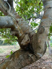 Fototapeta premium Cashew is the common name of a tropical evergreen tree Anacardium occidentale, in the family Anacardiaceae.