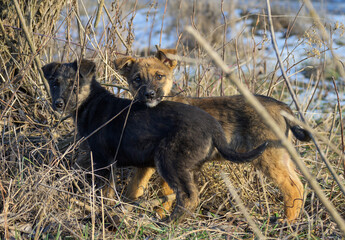 Two puppies abandoned in winter. Abandoned puppies are playing.