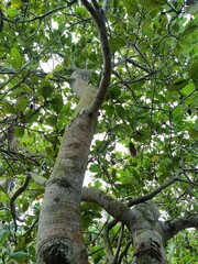 Cashew is the common name of a tropical evergreen tree Anacardium occidentale, in the family Anacardiaceae.