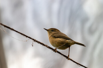 small bird siting on a branch