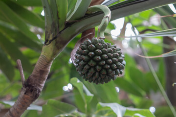 fruit on a tree