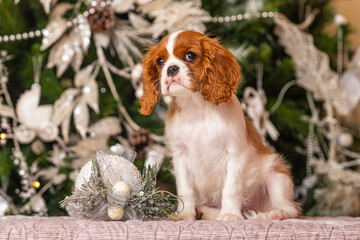 Cavalier King Charles Spaniel in front of a Christmas tree