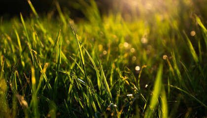 Obraz premium Macro photo of green grass field with sunlight creating dynamic shadows