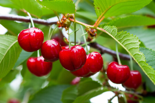 Cherry tree. red cherry berries hanging on tree branches with leaves close-up, berry concept