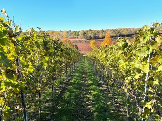 Nature, autumn, sun, idyll, paradise, tranquility, wine, field, sunset, sky, colors, landscape, agriculture, vineyard, harvest, mountain, hills, valleys, view, panorama