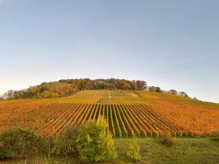 Nature, autumn, sun, idyll, paradise, tranquility, wine, field, sunset, sky, colors, landscape, agriculture, vineyard, harvest