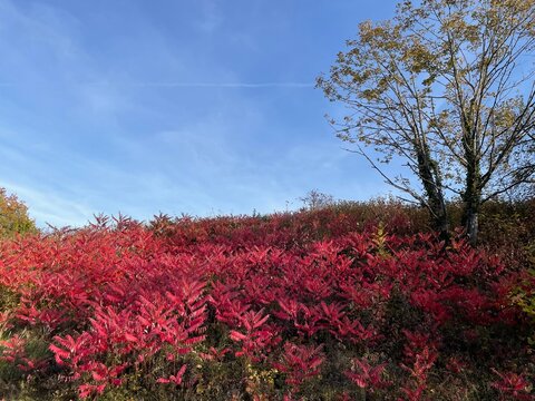 Nature, autumn, sun, idyll, paradise, tranquility, wine, field, sunset, sky, colors, landscape, agriculture, vineyard, harvest, tree, blossom, meadow, leaf, branch, red, plant, grass, park