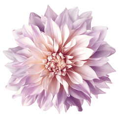 Dahlia. Flower on isolated background with clipping path.  For design.  Closeup.  Transparent background. Nature.