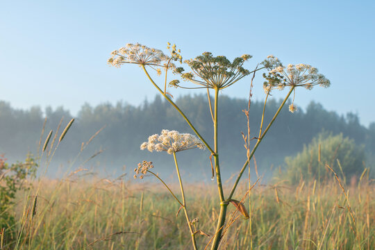 Early morning in the meadow