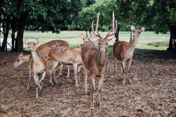 Naklejka na ściany i meble Herds of Deer Grazing in the Wildlife Filled Countryside