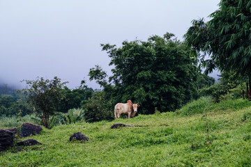 Local cow in the north of Thailand