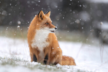 雪の日のキタキツネ