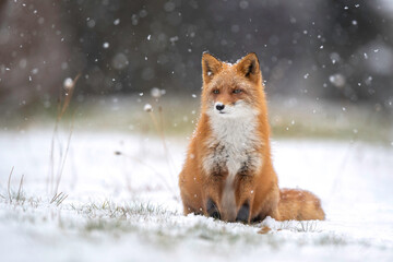 雪の日のキタキツネ