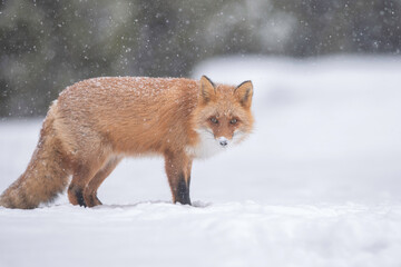 雪の日のキタキツネ