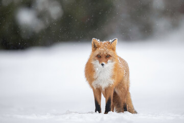 雪の日のキタキツネ