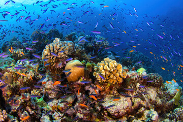 Colourful and diverse tropical reef