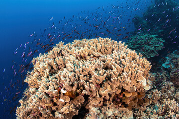 Large colony of brunching corals provides a place to hide for small reef fish