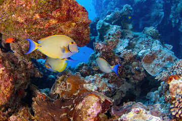 Fototapeta na wymiar A group of surgeonfish at the reef