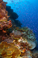 Naklejka na ściany i meble Tropical reef full of little fish