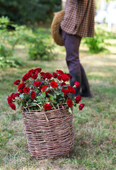 Close up of a basket of red roses flowers