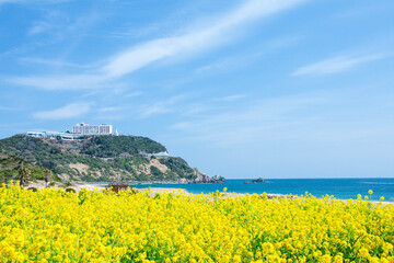 菜の花咲く伊良湖岬（愛知県田原市　渥美半島）