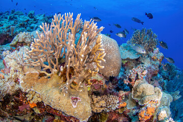 Tranquil reef scene with corals and fish