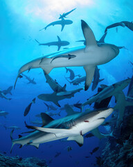 Grey reef sharks gathered for feeding at Osprey Reef