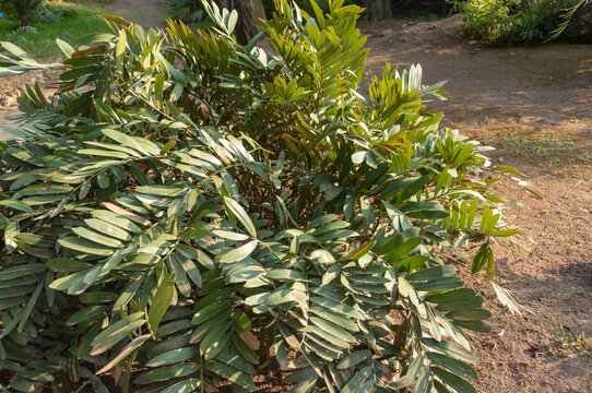 Zamia Furfuracea NAtive From Mexico