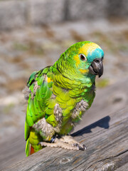 A green domesticated parrot on the edge of a table with a blurred background