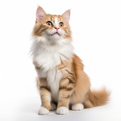 Joyful American Curl Cat sitting on a white background, curled ears, content look Generative AI
