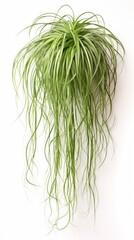 Obraz premium Stock image of a Ponytail Palm on a white background, long, cascading foliage resembling a ponytail, unique and whimsical Generative AI