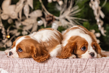 Cavalier King Charles Spaniel in front of a Christmas tree