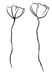 Hand drawn wildflowers, black outlines poppies isolated illustration, wedding stationery element