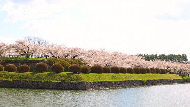 北海道函館-春の五稜郭の桜-