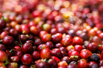 sorf focus raw red coffee blur bokeh background,