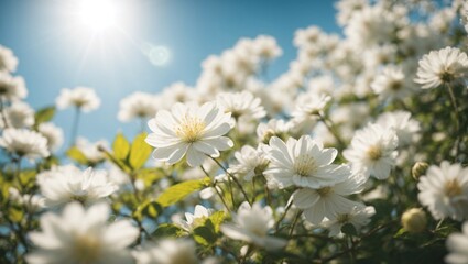 Obraz premium white flowers of the sky