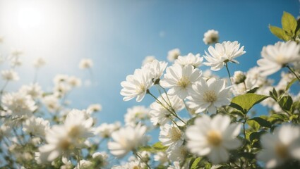 white flowers on blue sky background