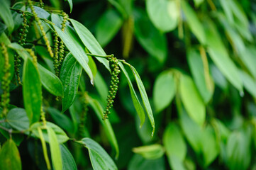 Black pepper fruits grow on tree in garden