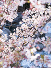 小川の横に咲く吉野桜 桜満開！