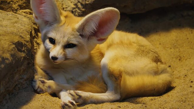 Desert fox resting and waking up and going back to sleep