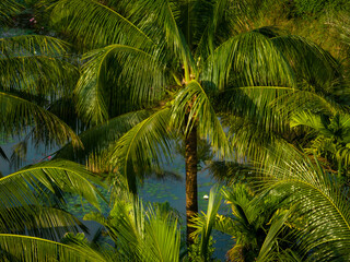 Palm trees in the nature