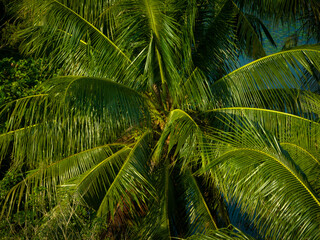 Palm trees in the nature