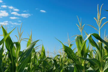 Fototapeta premium Rows of maize standing tall against the backdrop of a clear blue sky, representing the staple crop's significance in global food production. Generative Ai.
