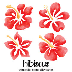 Watercolor hibiscus, Hibiscus, flowers, vector, illustration, tropical flowers © Saltyarts design
