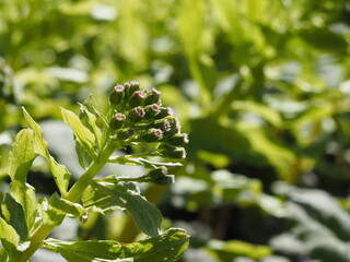 春　成長した蕗の薹